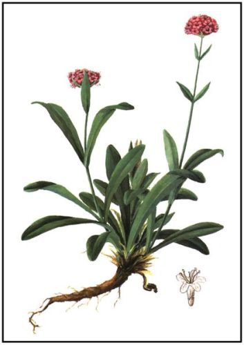 Hadrosphærum - Nardostachys jatamansi - нард